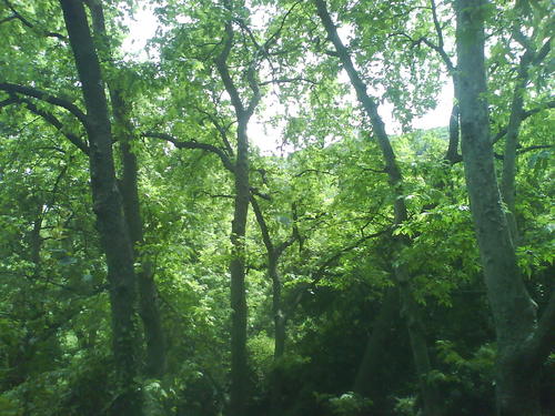 forest in the carmel